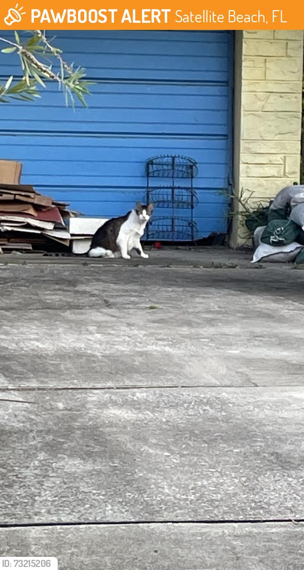 Found/Stray Unknown Cat last seen Greenway and Ocean Spray Ave, Satellite Beach, FL 32937
