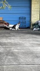 Found/Stray Unknown Cat last seen Greenway and Ocean Spray Ave, Satellite Beach, FL 32937