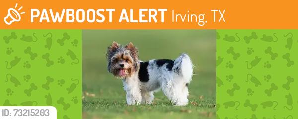 Found/Stray Female Dog last seen Carl Rd, Irving, TX 75062