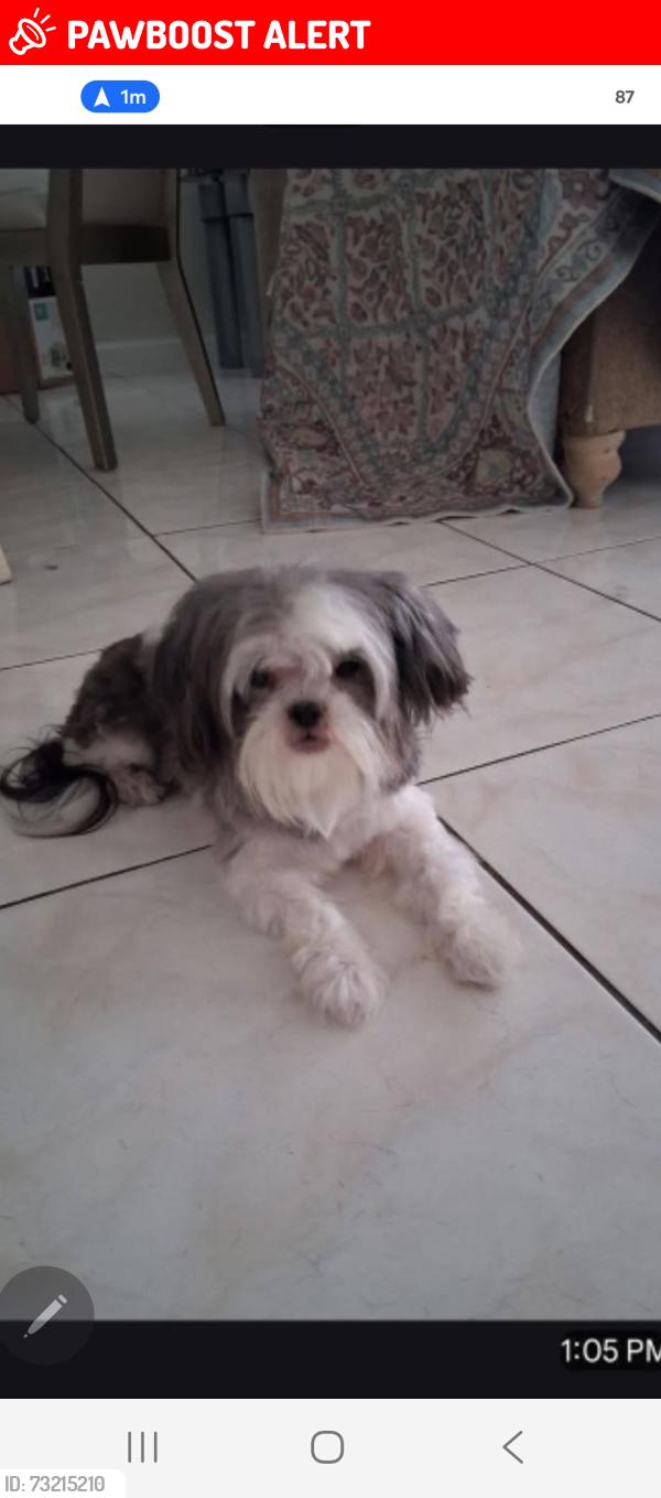 Lost Female Dog last seen Australian avenue wpb, West Palm Beach, FL 33409