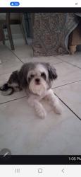 Lost Female Dog last seen Australian avenue wpb, West Palm Beach, FL 33409