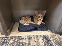 Reunited Female Dog last seen Old Salisbury rd., Winston-Salem, NC 27127
