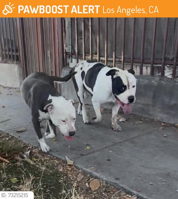 Found/Stray Male Dog last seen Figueroa and w 54th st, Los Angeles, CA 90037