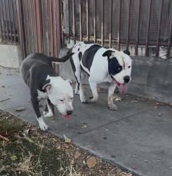 Found/Stray Male Dog last seen Figueroa and w 54th st, Los Angeles, CA 90037