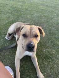Lost Male Dog last seen Paseo Del Este, El Paso County, TX 79928