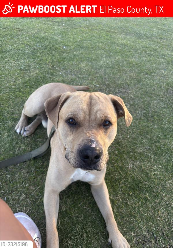Lost Male Dog last seen Paseo Del Este, El Paso County, TX 79928
