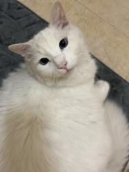 Reunited Male Cat last seen Montecito Pl, Victorville, CA 92395