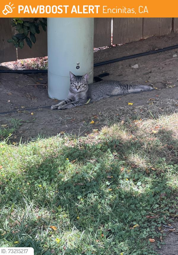Found/Stray Unknown Cat last seen Jupiter street and coop street, Encinitas, CA 92024