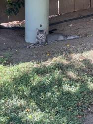 Found/Stray Unknown Cat last seen Jupiter street and coop street, Encinitas, CA 92024