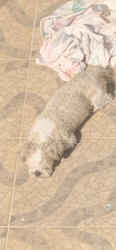 Reunited Male Dog last seen Rua Mateus Mendes Pereira, 784, Jardim Nossa Senhora do Carmo, SP 08275-010