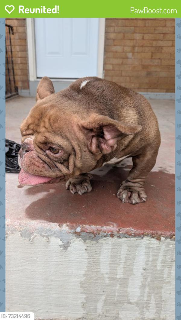 Reunited Female Dog last seen Baker Street, Baltimore, MD 21216