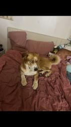 Reunited Male Dog last seen S King Rd, San Jose, CA, USA, San Jose, CA 95122