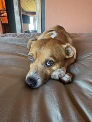 Reunited Male Dog last seen Davies way, West Hollywood, CA 90046