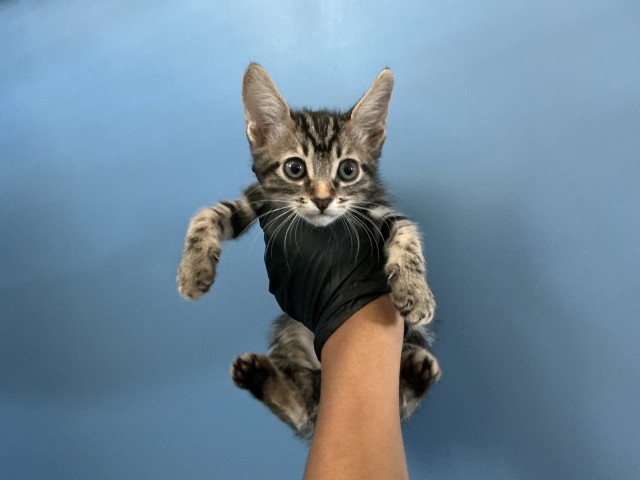 Shelter Stray Male Cat last seen ALMERIA PARK, 333 Chandler Pl, San Bernardino, CA 92408, USA