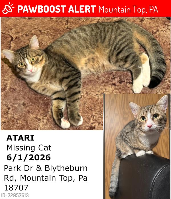 Lost Male Cat last seen Park Dr and Blytheburn Rd, Mountain Top, PA 18707
