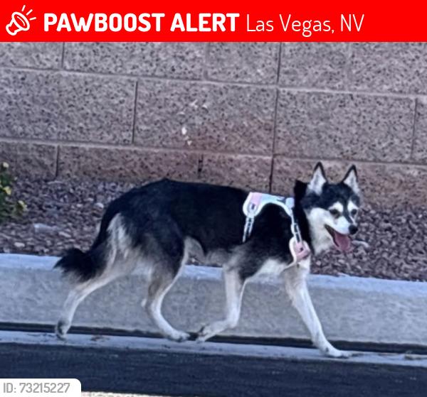 Lost Female Dog last seen Centennial Hills hosp, Las Vegas, NV 89149