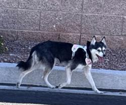 Lost Female Dog last seen Centennial Hills hosp, Las Vegas, NV 89149