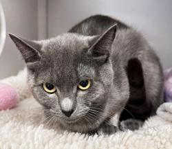 Shelter Stray Male Cat last seen , 3201 Lacy St, Los Angeles, CA 90031, USA