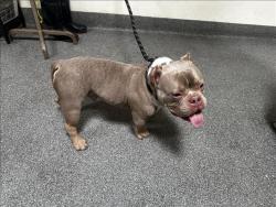 Shelter Stray Male Dog last seen , 3201 Lacy St, Los Angeles, CA 90031, USA