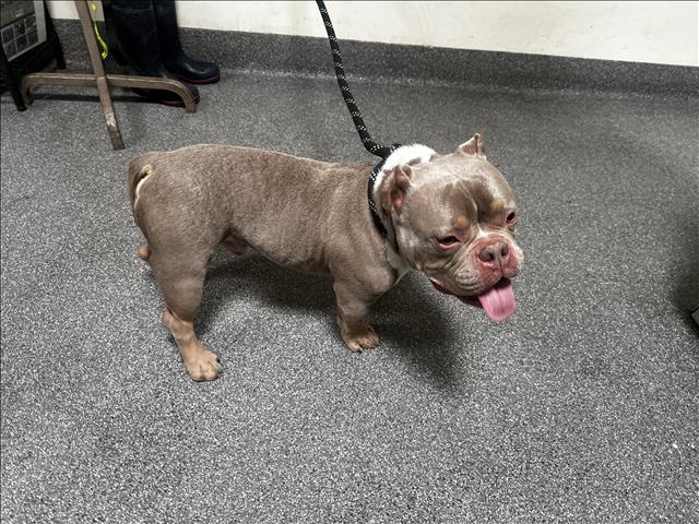 Shelter Stray Male Dog last seen , 3201 Lacy St, Los Angeles, CA 90031, USA