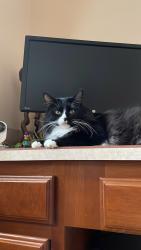 Lost Male Cat last seen 98th ave - hurón street, Thornton, CO 80229