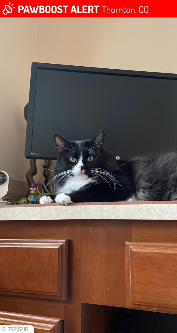 Lost Male Cat last seen 98th ave - hurón street, Thornton, CO 80229