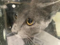 Shelter Stray Female Cat last seen , 1850 W 60th St, Los Angeles, CA 90047, USA