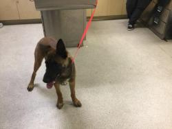 Shelter Stray Male Dog last seen MISSION/PEDLEY, 6851 Van Buren Boulevard, Jurupa Valley, CA 92509, USA