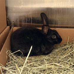 Shelter Stray Male Other last seen IRVINE CENTER DR/QUASAR DR, 92618, 6443 Oak Canyon, Irvine, CA 92618, USA