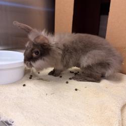 Shelter Stray Male Other last seen IRVINE CENTER DR/QUASAR DR, 92618, 6443 Oak Canyon, Irvine, CA 92618, USA