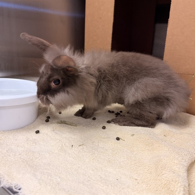 Shelter Stray Male Other last seen IRVINE CENTER DR/QUASAR DR, 92618, 6443 Oak Canyon, Irvine, CA 92618, USA