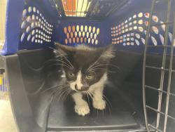 Shelter Stray Female Cat last seen Near BLOCK W BURNHAM ST, 3839 W Burnham St, West Milwaukee, WI 53215, USA