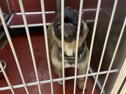 Shelter Stray Female Dog last seen NO INFO, 3839 W Burnham St, West Milwaukee, WI 53215, USA