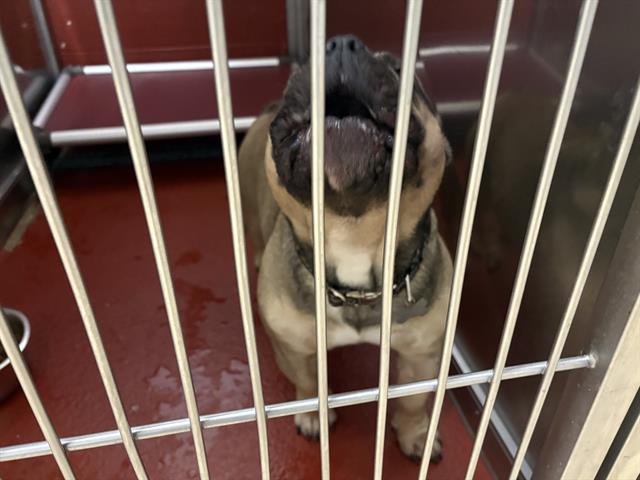 Shelter Stray Female Dog last seen NO INFO, 3839 W Burnham St, West Milwaukee, WI 53215, USA