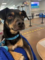 Shelter Stray Male Dog last seen , 14409 Vanowen St, Van Nuys, CA 91405, USA