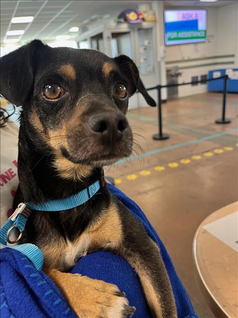 Shelter Stray Male Dog last seen , 14409 Vanowen St, Van Nuys, CA 91405, USA