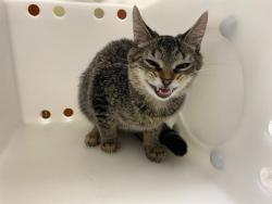 Shelter Stray Female Cat last seen Near BLOCK N 46TH ST, 3839 W Burnham St, West Milwaukee, WI 53215, USA