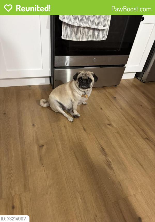 Reunited Female Dog last seen 14th and Clayton, Denver, CO 80206