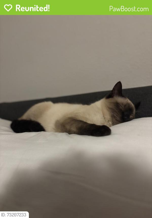 Reunited Male Cat last seen Near Olive Springs RD, Marietta, GA 30060