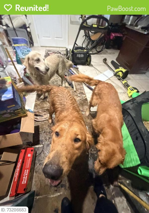 Reunited Unknown Dog last seen US41 Naples Florida, Naples Manor, FL 34113