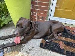 Found/Stray Male Dog last seen 31st and Grand, Des Moines, IA 50312