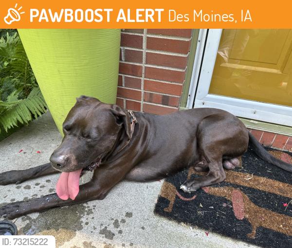 Found/Stray Male Dog last seen 31st and Grand, Des Moines, IA 50312