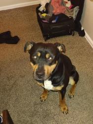 Lost Male Dog last seen Hoop loop rd, Priest River, ID 83856