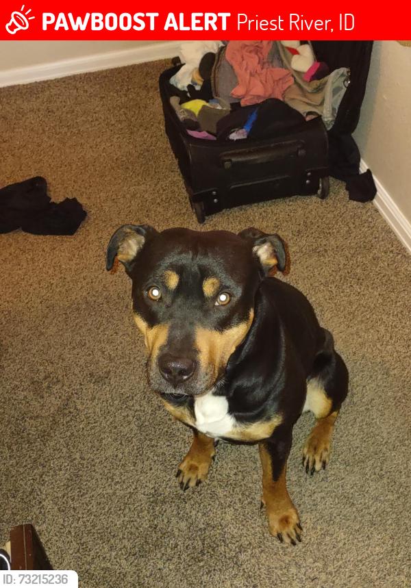 Lost Male Dog last seen Hoop loop rd, Priest River, ID 83856