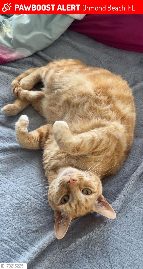 Lost Male Cat last seen Carolina Ave off of Arroyo pkwy, Ormond Beach, FL 32174