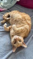 Lost Male Cat last seen Carolina Ave off of Arroyo pkwy, Ormond Beach, FL 32174
