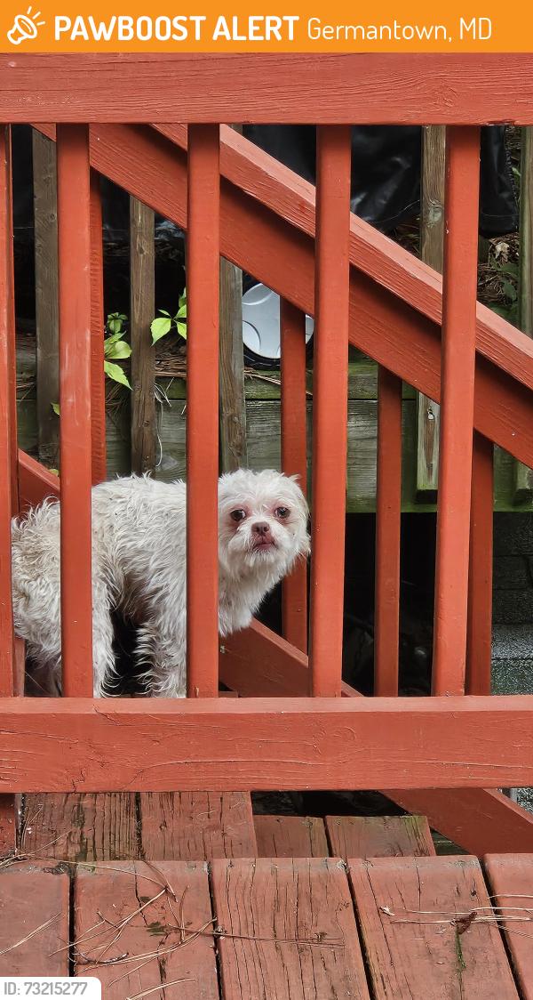 Found/Stray Unknown Dog last seen Great seneca creek elementary school, Germantown, MD 20874