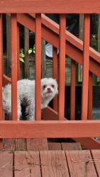 Found/Stray Unknown Dog last seen Great seneca creek elementary school, Germantown, MD 20874