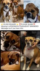 Reunited Female Dog last seen Apison, Apison, TN 37302