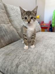 Lost Female Cat last seen Near strathern St, Los Angeles, CA 91352